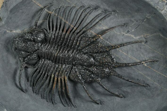 Rare Lichid (Acanthopyge) Trilobite - Issomour, Morocco #355817